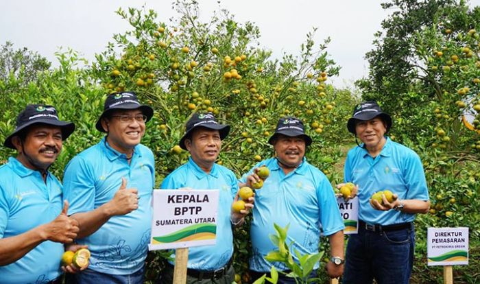 Pupuk Nitrat Tingkatkan Panen Jeruk Siam Madu di Kabupaten Karo