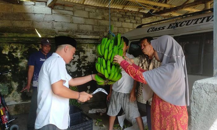 Optimalisasi Lahan, Deni Prasetya Bersama Warga Panen Pisang Cavendish