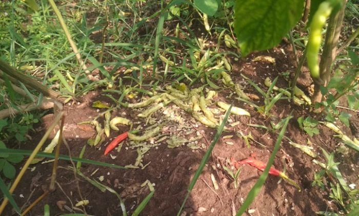 Tikus di Jombang Tak Hanya Serang Padi dan Jagung, Tapi Juga Doyan Cabai, Petani Merugi