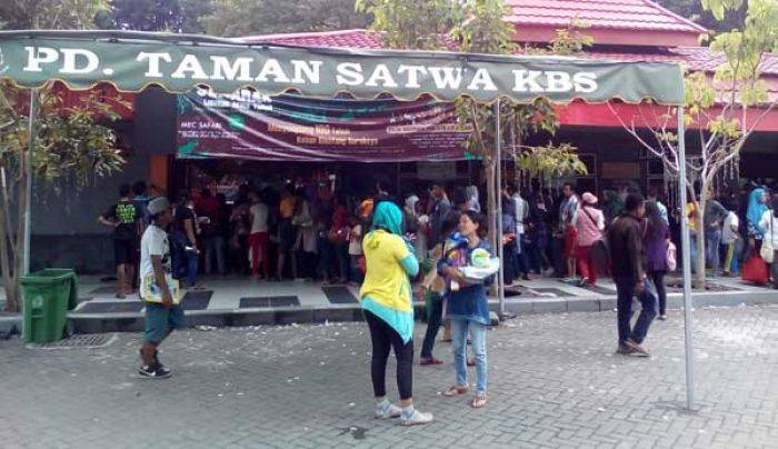 Naik 20 Persen, Pengunjung KBS Capai Puncak