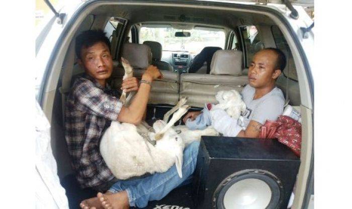 Nekat Beraksi di Siang Bolong, Dua Maling Kambing di Situbondo Dibekuk Polisi Nekat Beraksi di Siang Bolong, Dua Maling Kambing di Situbondo Dibekuk Polisi