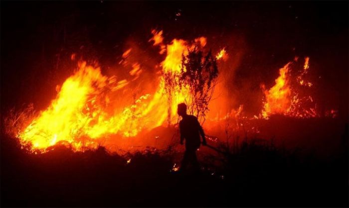 Kebakaran Hutan Pinus di Sooko Ponorogo Telan 1 Korban Jiwa