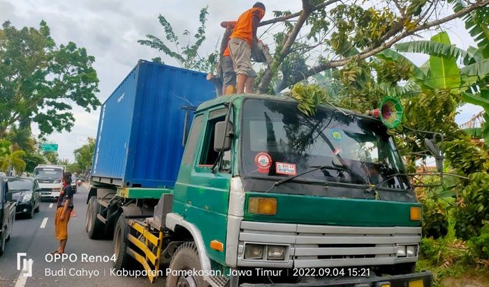 Truk Trailer Muat Makanan Kecil di Pemekasan Tertimpa Pohon Tumbang Truk Trailer Muat Makanan Kecil di Pemekasan Tertimpa Pohon Tumbang