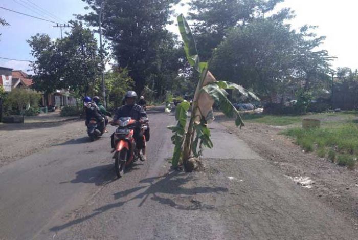 Kesal Tak Kunjung Diperbaiki, Warga Sawo Gresik Tanami Jalan Rusak dengan Pohon Pisang Kesal Tak Kunjung Diperbaiki, Warga Sawo Gresik Tanami Jalan Rusak dengan Pohon Pisang