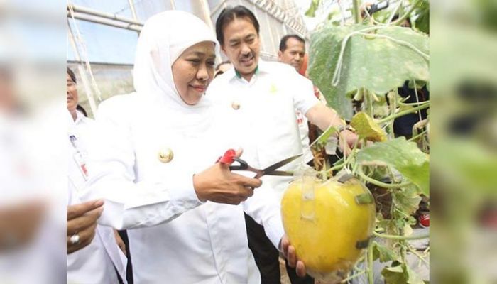 ​Harga Jual Tiga Kali Lipat, Khofifah Ajak Petani Tanam Melon Prima