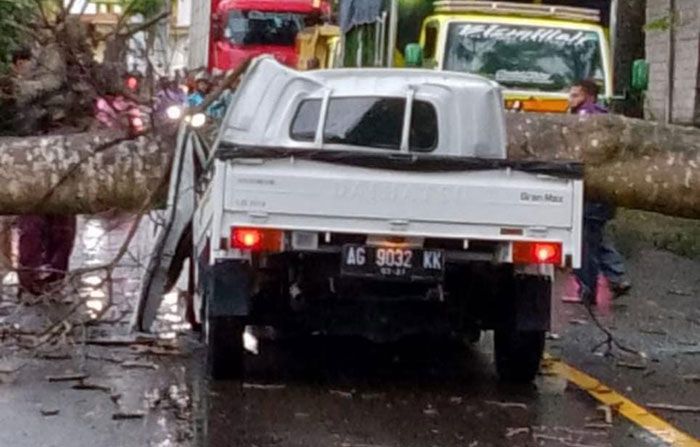 Pohon Tumbang Timpa Pikap di Blitar, Dua Orang Tewas Pohon Tumbang Timpa Pikap di Blitar, Dua Orang Tewas