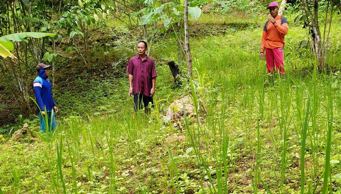 Ketua Poktan Sejahtera Desa Timahan Diduga Jual Pupuk Gratis Bantuan Kementan Ketua Poktan Sejahtera Desa Timahan Diduga Jual Pupuk Gratis Bantuan Kementan