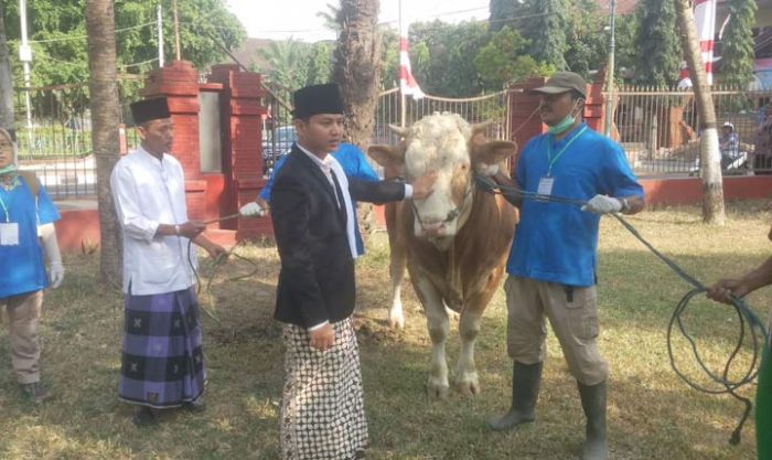 Bupati Arifin Serahkan Sapi Kurban Seberat 8 Kuintal ke Takmir Masjid Agung Trenggalek Bupati Arifin Serahkan Sapi Kurban Seberat 8 Kuintal ke Takmir Masjid Agung Trenggalek