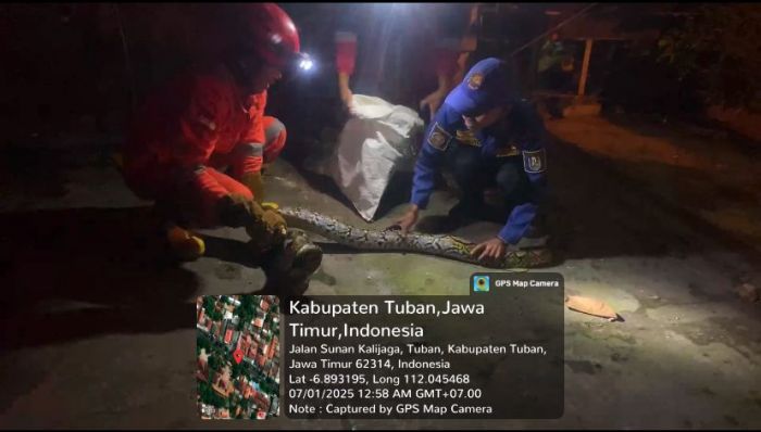 Resahkan Warga, Damkar Tuban Evakuasi Ular Piton Sepanjang 3 Meter di Kelurahan Latsari