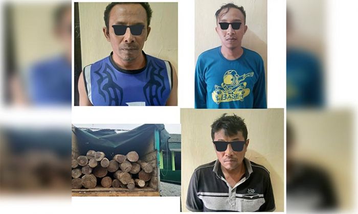 Polisi Kembali Bekuk 3 Terduga Pelaku Pembalakan Liar di Ponorogo Polisi Kembali Bekuk 3 Terduga Pelaku Pembalakan Liar di Ponorogo