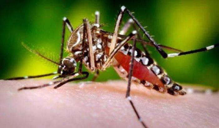 Dua Warga Malang Meninggal Dunia Karena Demam Berdarah