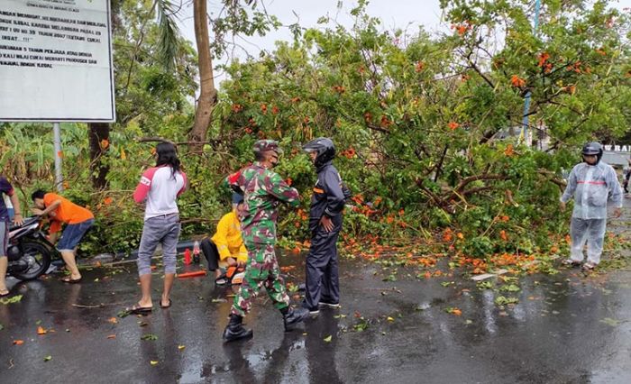 Diterpa Angin Kencang, Pohon Besar di Depan Kecamatan Kota Pamekasan Tumbang Diterpa Angin Kencang, Pohon Besar di Depan Kecamatan Kota Pamekasan Tumbang
