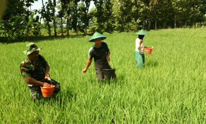 Babinsa Dolopo Rela Bantu Pemupukan Tanaman Padi Petani Babinsa Dolopo Rela Bantu Pemupukan Tanaman Padi Petani