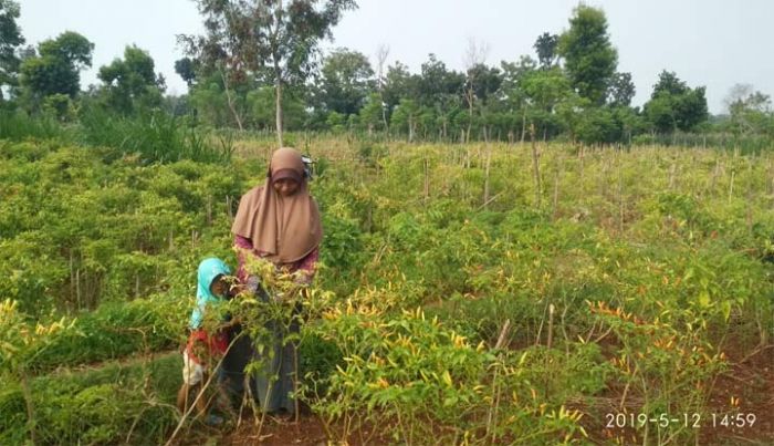 Dilema Petani Cabai Tuban di Saat Harga Anjlok