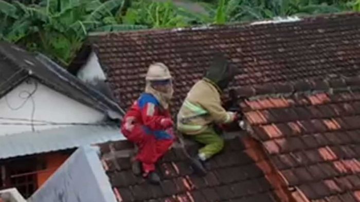Damkar Kediri Evakuasi Sarang Tawon Vespa di Atap Rumah Warga