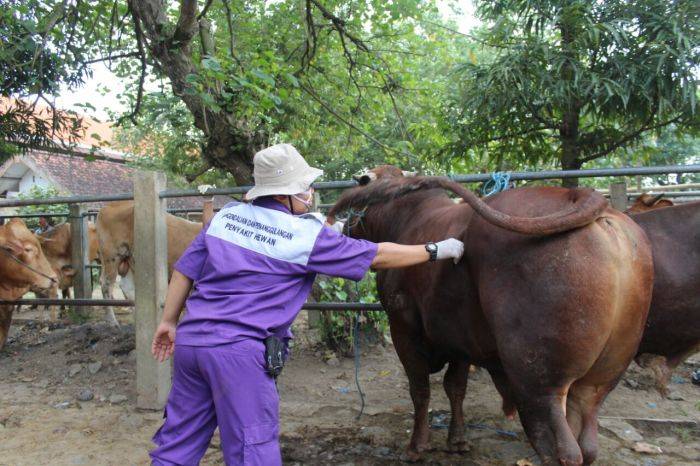 Wuih, Sapi Bercacing Dijual Untuk Hewan Kurban Wuih, Sapi Bercacing Dijual Untuk Hewan Kurban