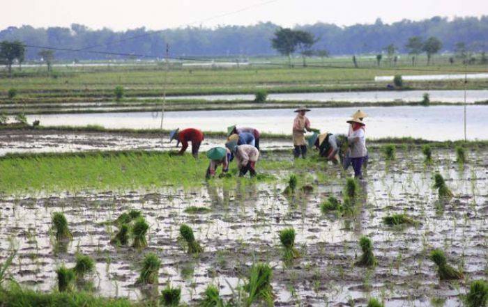 Air Sungai Bengawan Solo Pasang-Surut, Petani di Bojonegoro Ketar-ketir Air Sungai Bengawan Solo Pasang-Surut, Petani di Bojonegoro Ketar-ketir