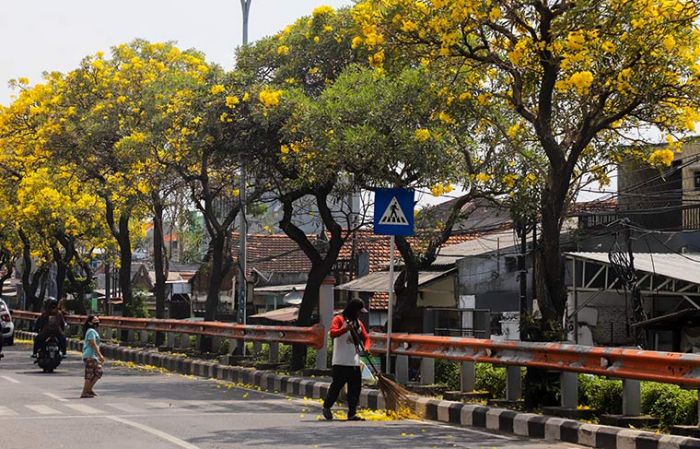 Suasana Idul Fitri, Bunga Tabebuya Bermekaran, Percantik Jalanan Surabaya, Warga Berswafoto Suasana Idul Fitri, Bunga Tabebuya Bermekaran, Percantik Jalanan Surabaya, Warga Berswafoto