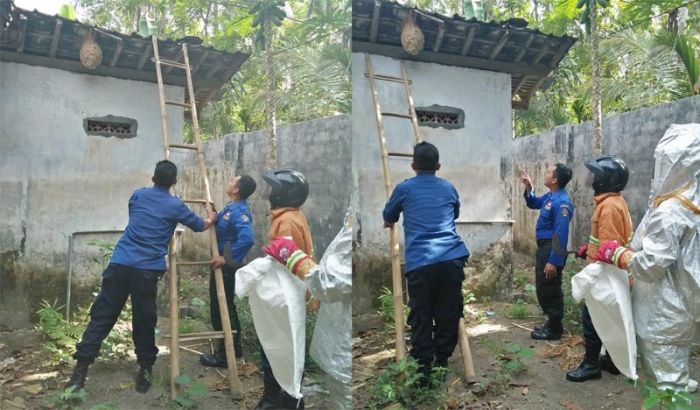 Satu Warga Tersengat, Damkar Kabupaten Blitar Evakuasi Tawon Vespa dari Atap Kamar Mandi