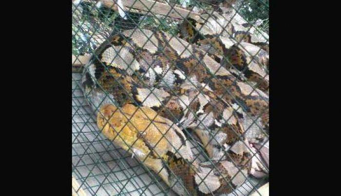 Ular Sanca Sepanjang 3 Meter Gegerkan Warga Sedeng Pacitan Ular Sanca Sepanjang 3 Meter Gegerkan Warga Sedeng Pacitan
