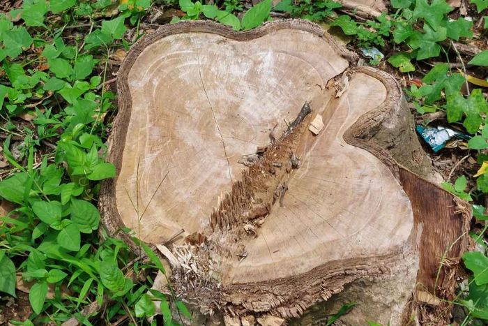 Penebangan Pohon di Sumber Air Kediri Marak, Pelaku Bisa Dipidanakan Penebangan Pohon di Sumber Air Kediri Marak, Pelaku Bisa Dipidanakan