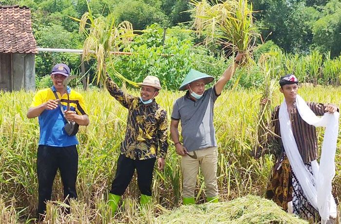 Cabup Sugiri Sancoko Bersama Direktur PPOT Gelar Panen Raya Perdana Bibit MHS 700