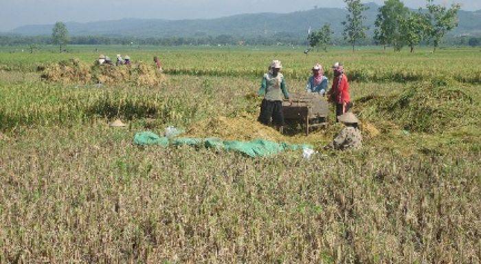 Gabah Bojonegoro Diborong Tengkulak Luar Daerah, Disperta tak Mampu Bendung