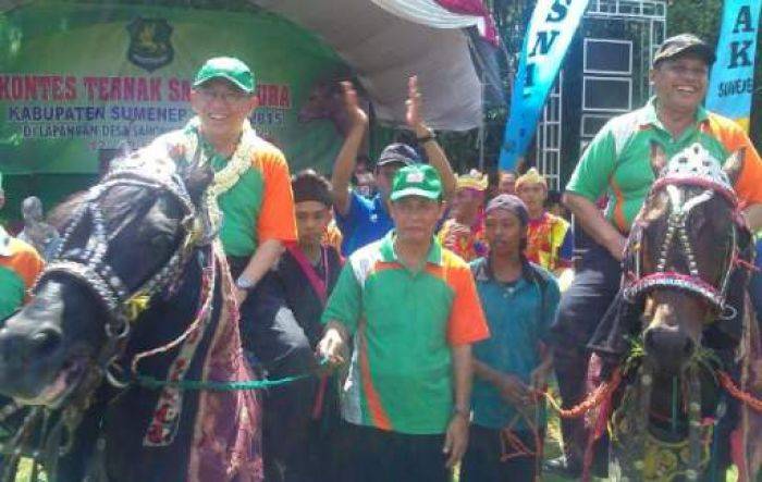 Kontes Sapi Madura, Beri Semangat Peternak Kembangkan Kemurnian Ternak Sapi Madura Kontes Sapi Madura, Beri Semangat Peternak Kembangkan Kemurnian Ternak Sapi Madura