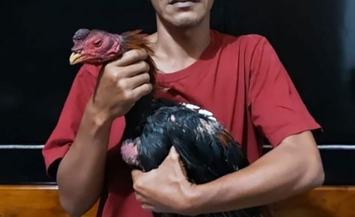 Gerebek Arena Judi Sabung Ayam di Jombang, Dua Orang Diamankan