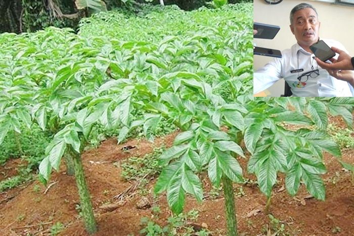 Bernilai Jual Tinggi dan Diminati Dunia, Pemkab Pamekasan Mulai Kembangkan Porang Bernilai Jual Tinggi dan Diminati Dunia, Pemkab Pamekasan Mulai Kembangkan Porang