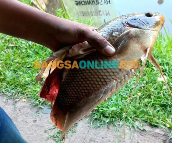 Dijami Antiboncos! Ini Tips dan Daftar Umpan Mancing Gurame Kiloan atau Harian, Nomor 4 Super Gacor Dijami Antiboncos! Ini Tips dan Daftar Umpan Mancing Gurame Kiloan atau Harian, Nomor 4 Super Gacor