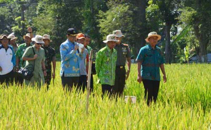 80 Hektar Sawah di Bondowoso Siap Besertifikat Organik Internasional