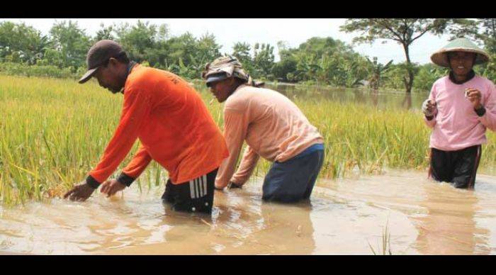 Petani di Ngawi Rugi Besar Akibat Banjir Kiriman Petani di Ngawi Rugi Besar Akibat Banjir Kiriman