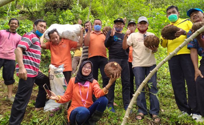 Panen Porang, Potensi Menjanjikan di Dunia Pertanian, Tiap Hektare Bisa Kantongi Rp 400-500 Juta