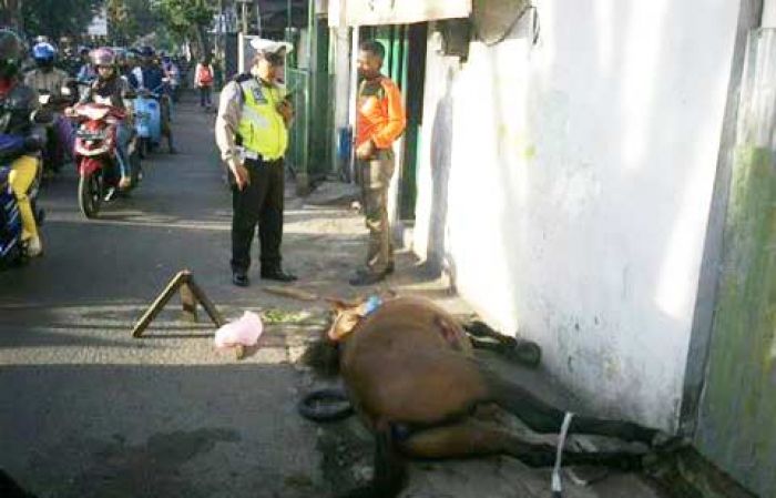 Seekor Kuda Mengamuk di Klayatan Kota Malang, Tewas setelah Ditabrak Mobil Seekor Kuda Mengamuk di Klayatan Kota Malang, Tewas setelah Ditabrak Mobil