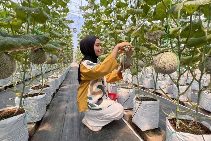Wisata Kebun Buah Melon Akaruku di Tangerang, Berikut Harga Tiket Masuk dan Jam Buka Wisata Kebun Buah Melon Akaruku di Tangerang, Berikut Harga Tiket Masuk dan Jam Buka
