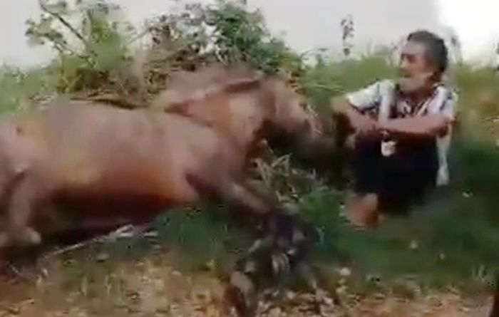 Diduga Kelelahan, Kuda Iring-iringan Ritual Adat Puter Kayun Boyolangu Banyuwangi Mati di Jalan