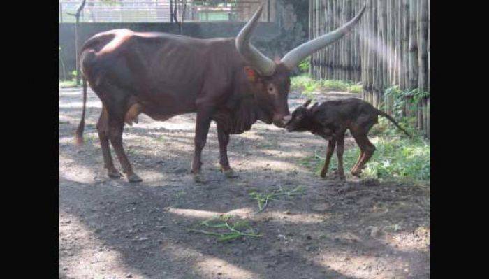 KBS Miliki Anggota Baru, Bayi Betina Watusi