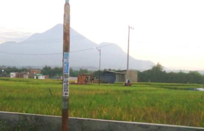 Hama Wereng Serang Padi, Petani Menjerit
