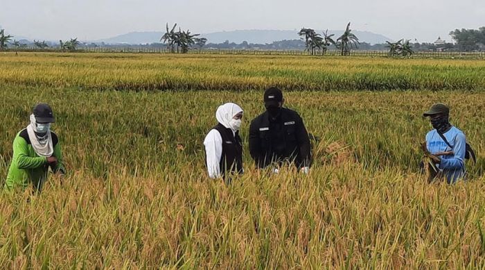 Hadiri Panen Raya di Tuban, Gubernur Jatim Ajak Petani Milenial Tingkatkan Kualitas Produksi Padi