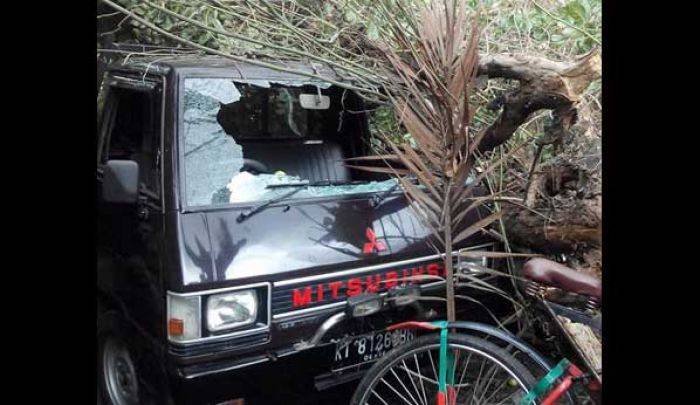 Malang Diguyur Hujan Deras, Sebuah Mobil Tertimpa Pohon Tumbang