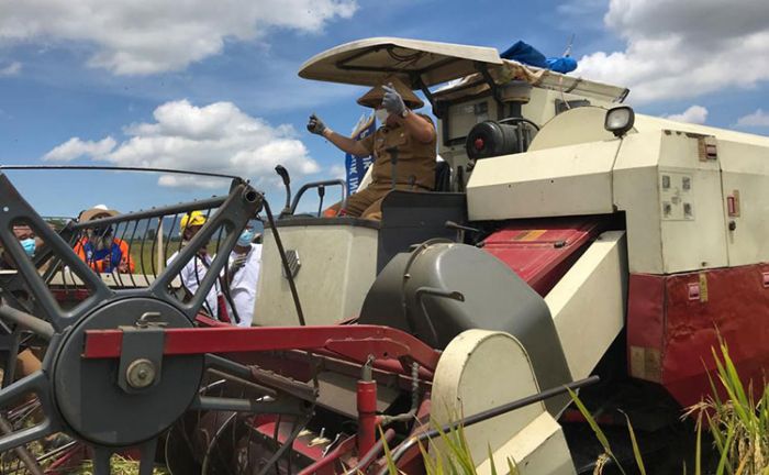 Hadiri Panen Raya, Bupati Hendy: Kabupaten Jember Surplus 200 Ribu Ton Beras