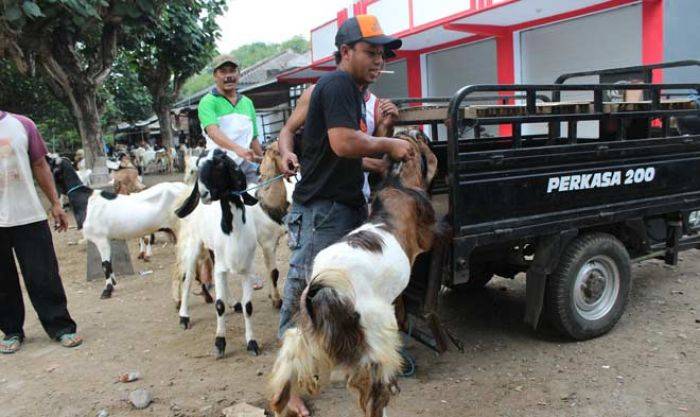 Harga Hewan Kurban di Kota Blitar Mulai Naik Jelang Idul Adha