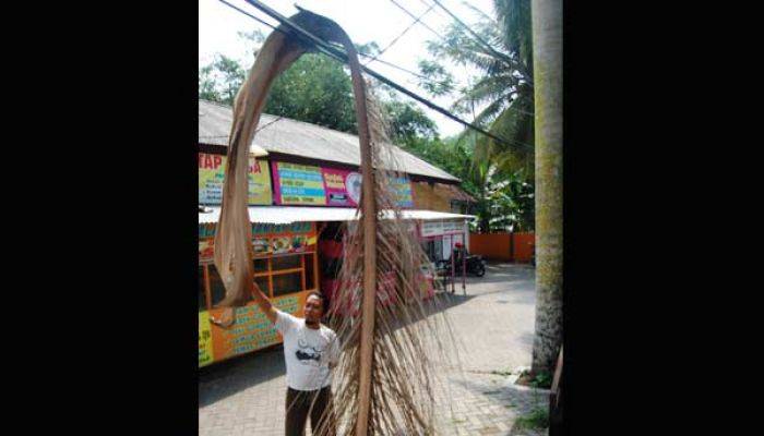 Pelepah Palem Resahkan Pedagang Kuliner di Yos Sudarso Trenggalek Pelepah Palem Resahkan Pedagang Kuliner di Yos Sudarso Trenggalek
