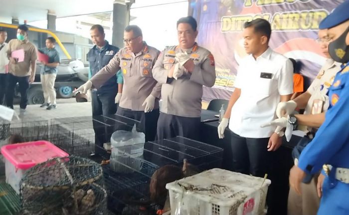 Polisi Bongkar Penyelundupan Ratusan Satwa Dilindungi, Ada Burung Cendrawasih hingga Kangguru Polisi Bongkar Penyelundupan Ratusan Satwa Dilindungi, Ada Burung Cendrawasih hingga Kangguru