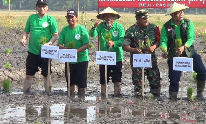 PCNU Bangil Gelar Tanam Padi Bersama Santri, TNI, dan Polri PCNU Bangil Gelar Tanam Padi Bersama Santri, TNI, dan Polri