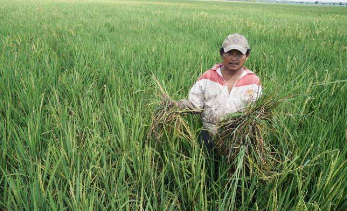 Diserang Hama Tikus, Petani di Desa Banjardowo Jombang Rugi Besar Diserang Hama Tikus, Petani di Desa Banjardowo Jombang Rugi Besar