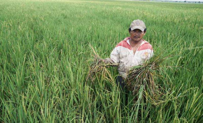 Diserang Hama Tikus, Petani di Desa Banjardowo Jombang Rugi Besar