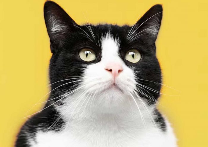 Tips Memilih Makanan Kucing yang Bagus untuk Bulu dan Berat Badan Tips Memilih Makanan Kucing yang Bagus untuk Bulu dan Berat Badan