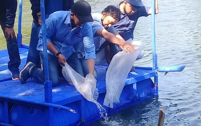 ​Nasdem Kota Probolinggo Gelar Restocking Penebaran Benih Ikan